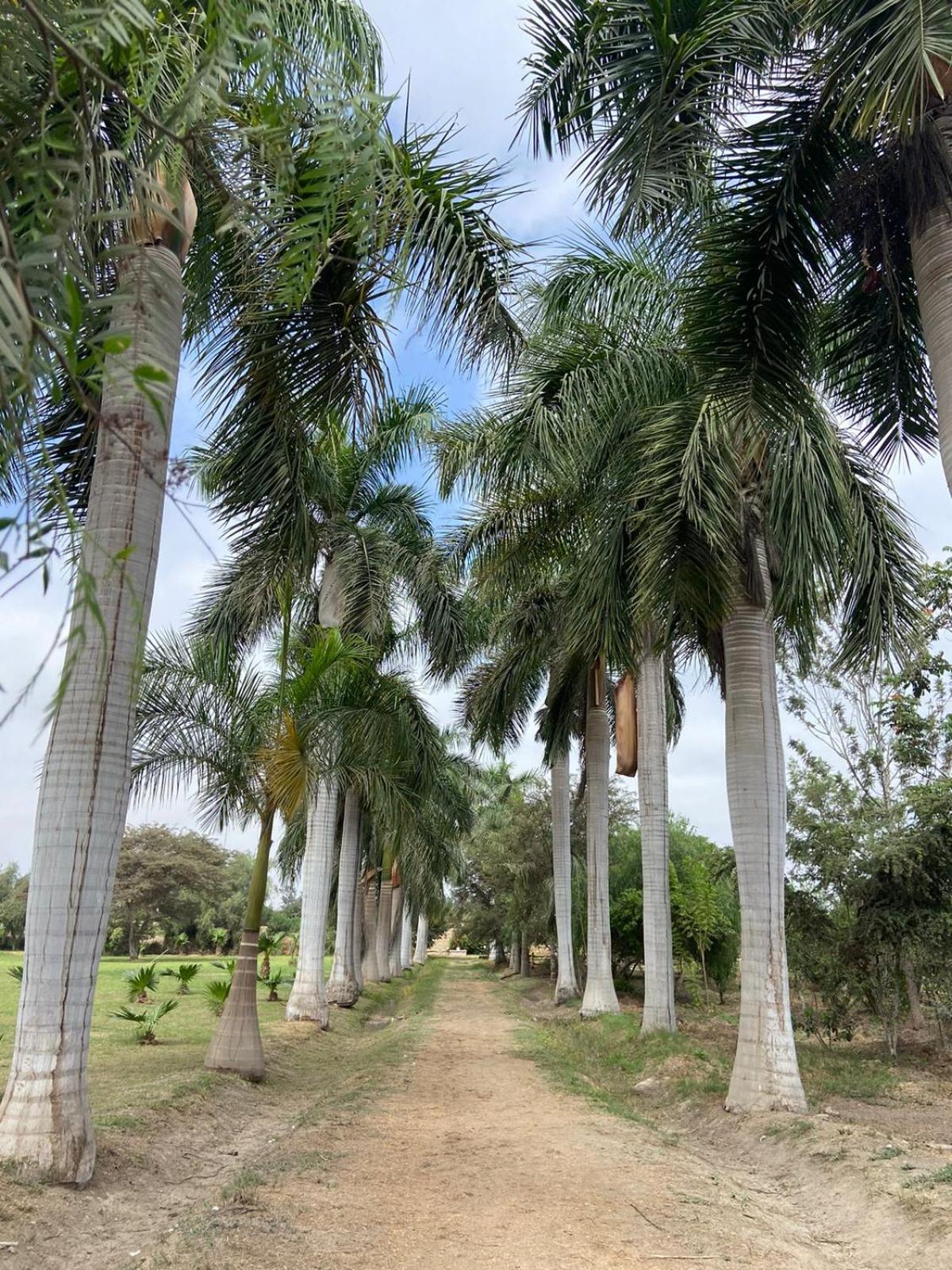 Casa Hacienda San Jose Hotell Chincha Alta Eksteriør bilde